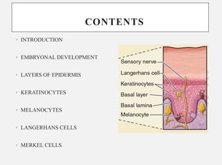 In detail description of cells of epidermis | PDF