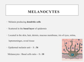 In detail description of cells of epidermis | PDF