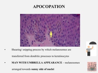 In detail description of cells of epidermis | PDF