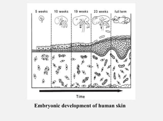 In detail description of cells of epidermis | PDF