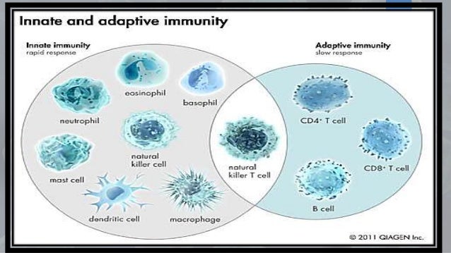 Cells Of Immune System
