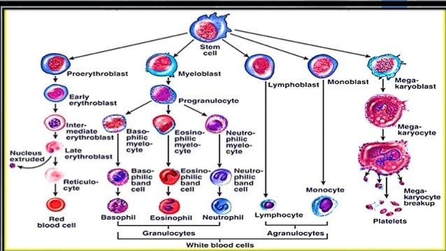 Cells of immune system