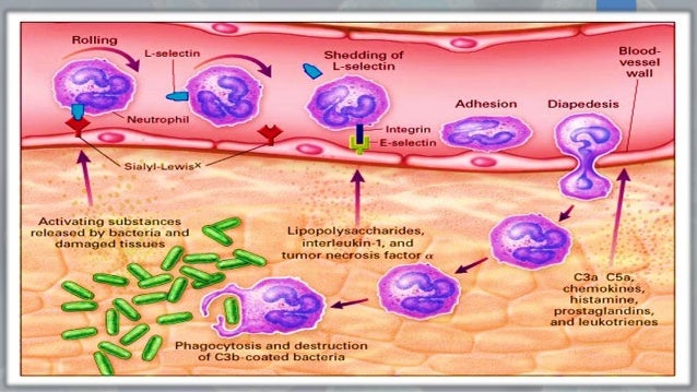 Cells of immune system