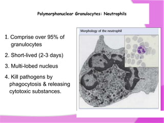 Cells of immune system | PPTX