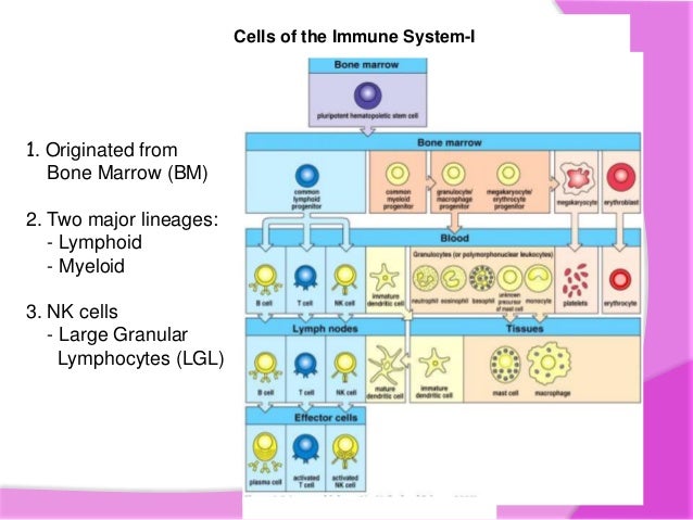 Cells of immune system