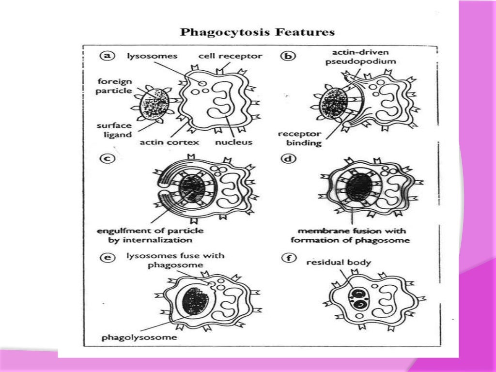 Cells of immune system