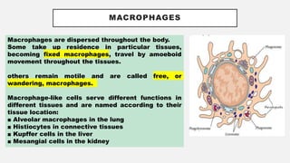 MACROPHAGES
Macrophages are dispersed throughout the body.
Some take up residence in particular tissues,
becoming fixed macrophages, travel by amoeboid
movement throughout the tissues.
others remain motile and are called free, or
wandering, macrophages.
Macrophage-like cells serve different functions in
different tissues and are named according to their
tissue location:
■ Alveolar macrophages in the lung
■ Histiocytes in connective tissues
■ Kupffer cells in the liver
■ Mesangial cells in the kidney
 