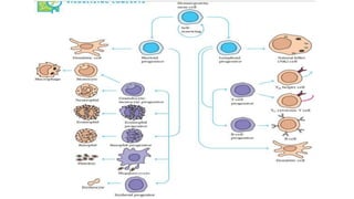 Cells of immune system by pranzly.ppt