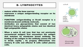 B- LYMPHOCYTES
• mature within the bone marrow
• expresses a unique antigen-binding receptor on its
membrane
• FUNCTION- antigen-binding or B-cell receptor is a
membrane-bound antibody molecule.
• Antibodies are glycoproteins that consist of two
identical heavy polypeptide chains and two identical
light polypeptide chains
• When a naive B cell (one that has not previously
encountered antigen) first encounters the antigen
that matches its membrane bound antibody, the
binding of the antigen to the antibody causes the cell
to divide rapidly ; its progeny differentiate into
memory B cells and effector B cells called plasma
cells.
 