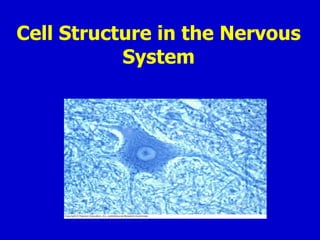 Cell Structure in the Nervous System 