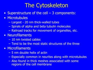The Cytoskeleton Superstructure of the cell – 3 components: Microtubules  Largest - 20 nm thick-walled tubes Spirals of alpha and beta tubulin molecules Railroad tracks for movement of organelles, etc. Neurofilaments  10 nm twisted cables Tend to be the most static structures of the three Microfilaments  5 nm double helix of actin Especially common in neurites along with microtubules Also found in thick meshes associated with some regions of the cell membrane   