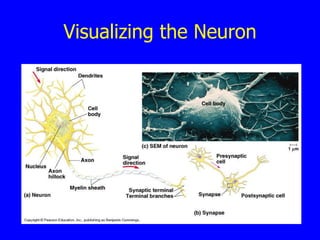 Visualizing the Neuron 