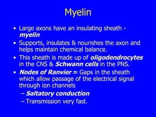 Myelin Large axons have an insulating sheath -  myelin   Supports, insulates & nourishes the axon and helps maintain chemical balance.  This sheath is made up of  oligodendrocytes  in the CNS &  Schwann cells  in the PNS.  Nodes of Ranvier  =  Gaps in the sheath which allow passage of the electrical signal through ion channels  Saltatory conduction Transmission very fast .  