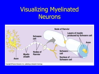 Visualizing Myelinated Neurons 