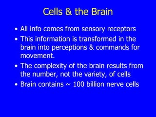 Cells & the Brain All info comes from sensory receptors This information is transformed in the brain into perceptions & commands for movement. The complexity of the brain results from the number, not the variety, of cells Brain contains ~ 100 billion nerve cells 