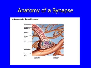 Anatomy of a Synapse 