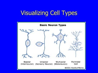 Visualizing Cell Types 
