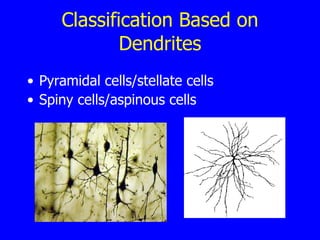 Classification Based on Dendrites Pyramidal cells/stellate cells Spiny cells/aspinous cells 