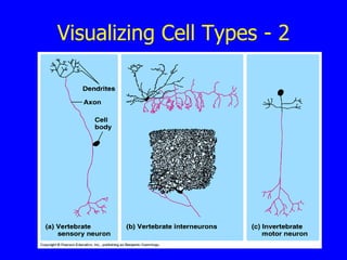 Visualizing Cell Types - 2 