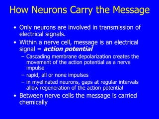 How Neurons Carry the Message Only neurons are involved in transmission of electrical signals. Within a nerve cell, message is an electrical signal =  action potential Cascading membrane depolarization creates the movement of the action potential as a nerve impulse rapid, all or none impulses in myelinated neurons, gaps at regular intervals allow regeneration of the action potential Between nerve cells the message is carried chemically 