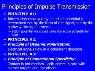 Principles of Impulse Transmission PRINCIPLE #1: Information conveyed by an action potential is determined not by the form of the signal, but by the pathway the signal travels. action potential for sound looks like action potential for odor PRINCIPLE #2: Principle of Dynamic Polarization :  electrical signals flow in a consistent direction PRINCIPLE #3:   Principle of Connectional Specificity: Contact is not random - cells communicate with certain targets and not others 