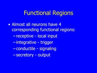 Functional Regions Almost all neurons have 4 corresponding functional regions: receptive - local input integrative - trigger conductile - signaling secretory - output 