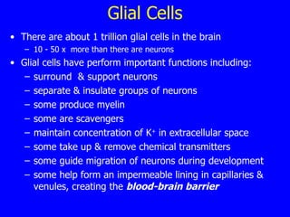Glial Cells There are about 1 trillion glial cells in the brain 10 - 50 x  more than there are neurons Glial cells have perform important functions including: surround  & support neurons separate & insulate groups of neurons some produce myelin some are scavengers maintain concentration of K +  in extracellular space some take up & remove chemical transmitters some guide migration of neurons during development some help form an impermeable lining in capillaries & venules, creating the  blood-brain barrier 
