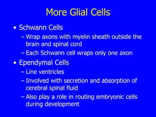 More Glial Cells Schwann Cells Wrap axons with myelin sheath outside the brain and spinal cord Each Schwann cell wraps only one axon Ependymal Cells Line ventricles Involved with secretion and absorption of cerebral spinal fluid Also play a role in routing embryonic cells during development    