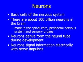 Neurons Basic cells of the nervous system There are about 100 billion neurons in the brain more in the spinal cord, peripheral nervous system and sensory organs   Neurons derive form the neural tube during development Neurons signal information electrically with nerve impulses 