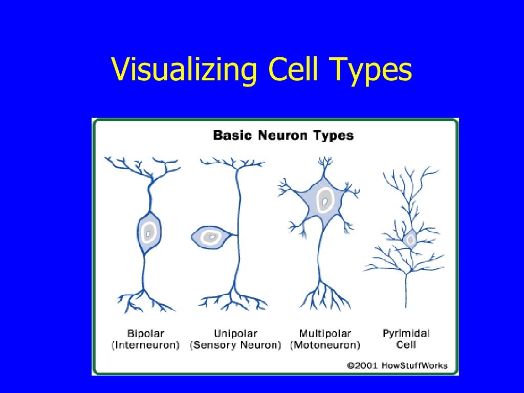 Cells of Nervous System