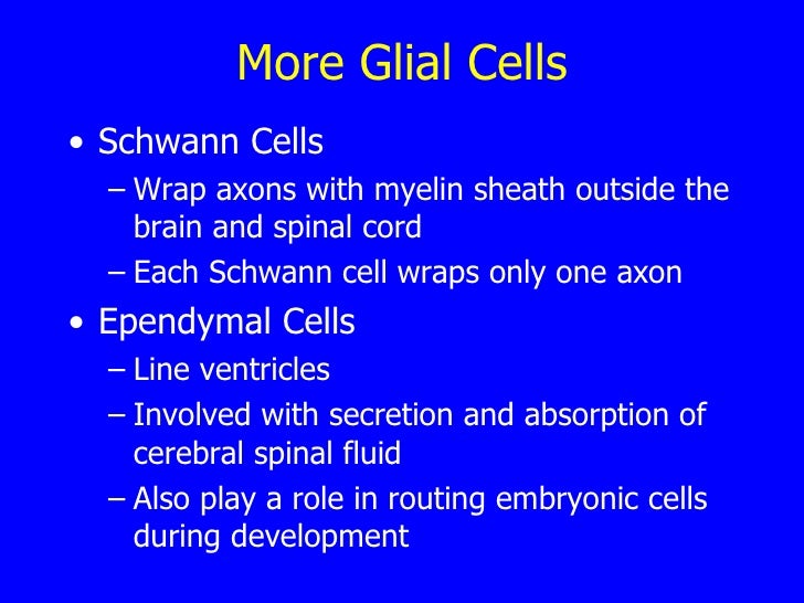 Function Of Glial Cells In Cns - slide share