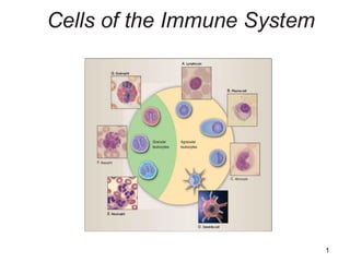 Comprehensive Overview of Immune System Cells and Hematopoiesis | PDF