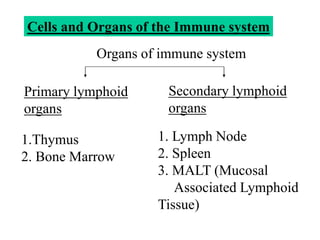 Cells and Organs of the Immune system
Primary lymphoid
organs
Secondary lymphoid
organs
Organs of immune system
1.Thymus
2. Bone Marrow
1. Lymph Node
2. Spleen
3. MALT (Mucosal
Associated Lymphoid
Tissue)
 
