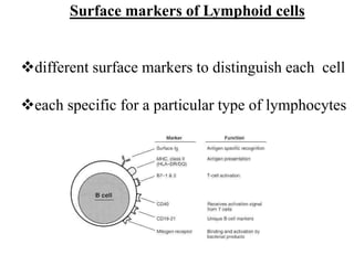 Cells of the immune system | PDF