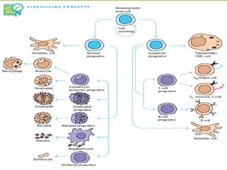 Cells of the immune system | PDF