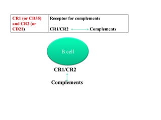 Cells of the immune system | PDF