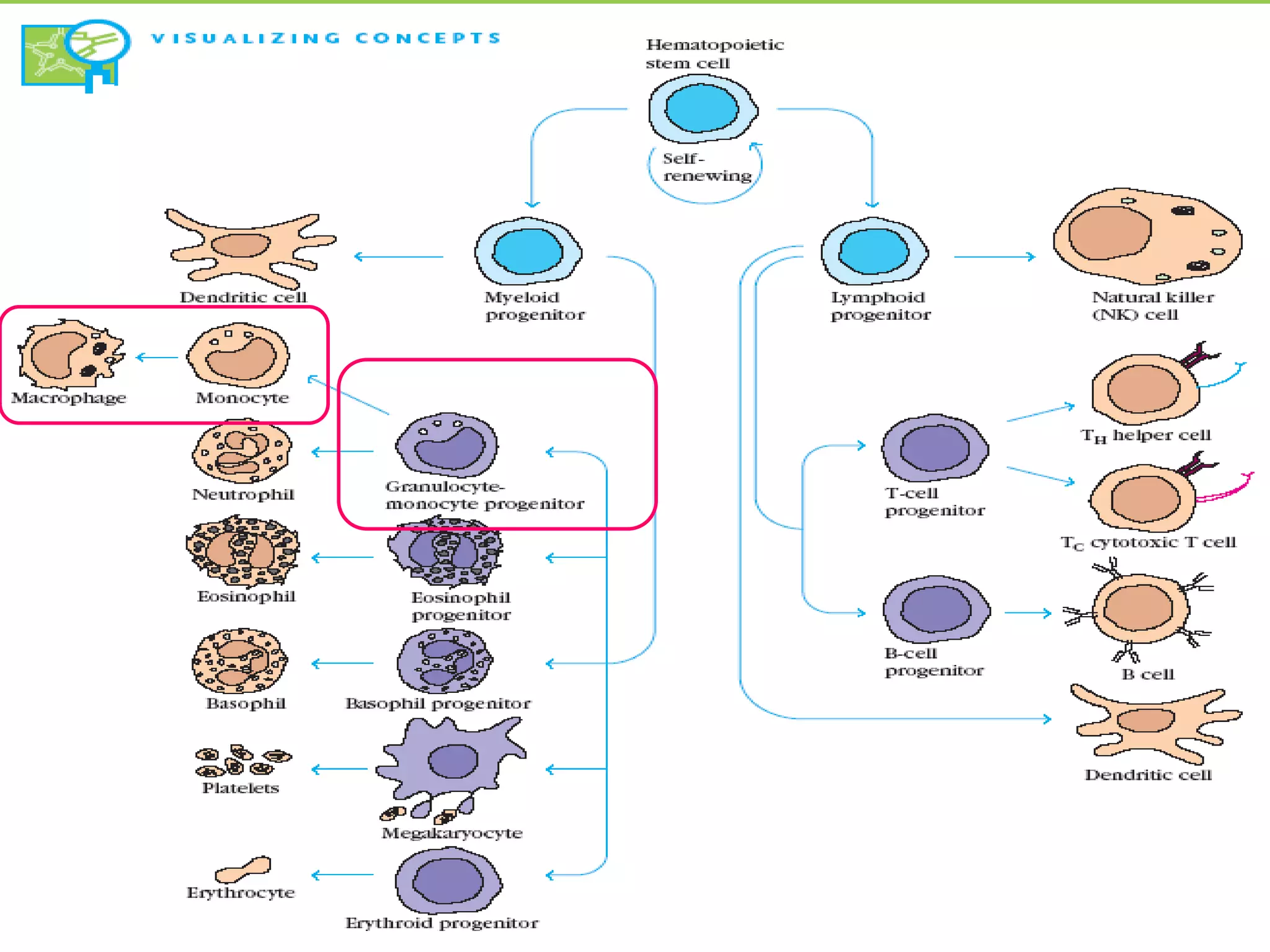 Cells of the immune system | PPT
