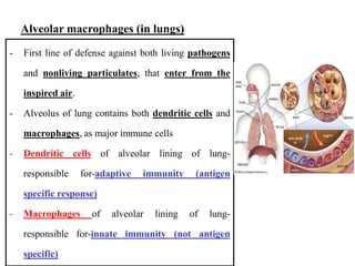 Cells of the immune system | PDF