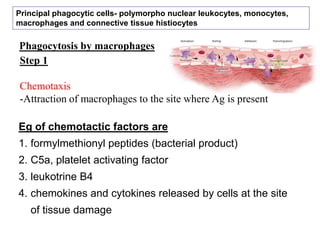 Phagocytosis by macrophages
Step 1
Chemotaxis
-Attraction of macrophages to the site where Ag is present
Eg of chemotactic factors are
1. formylmethionyl peptides (bacterial product)
2. C5a, platelet activating factor
3. leukotrine B4
4. chemokines and cytokines released by cells at the site
of tissue damage
Principal phagocytic cells- polymorpho nuclear leukocytes, monocytes,
macrophages and connective tissue histiocytes
 
