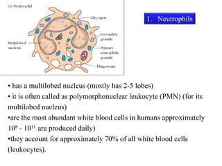 Cells of the immune system | PDF