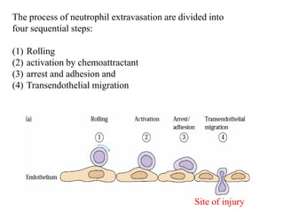 Neutrophil Extravasation