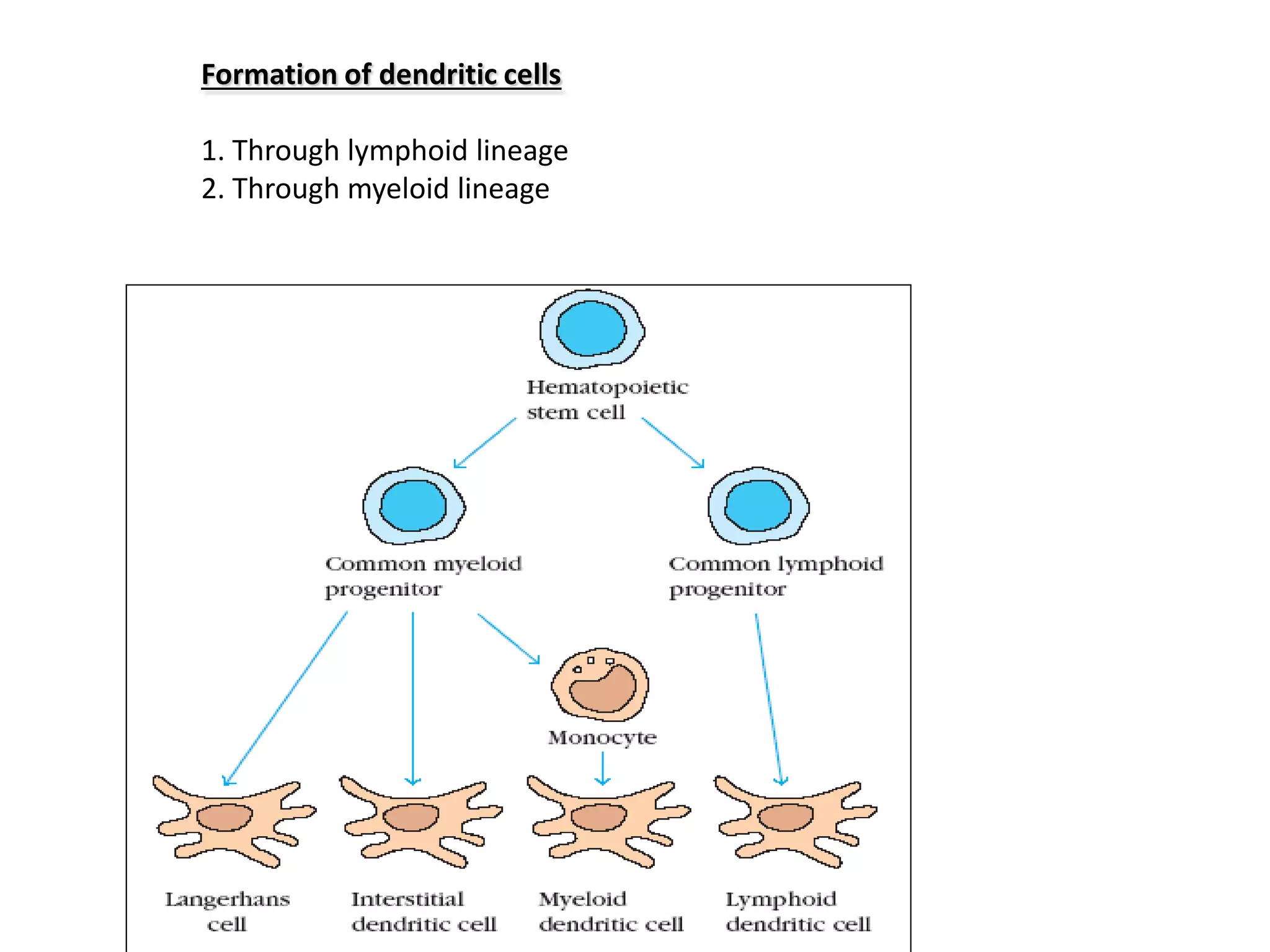 Cells of the immune system | PDF