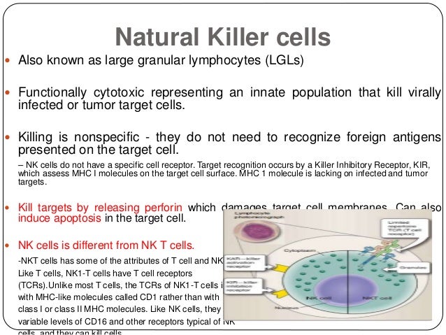 Cytotoxic Vs Natural Killer Cells Cytotoxic Vs Natural Killer Cells