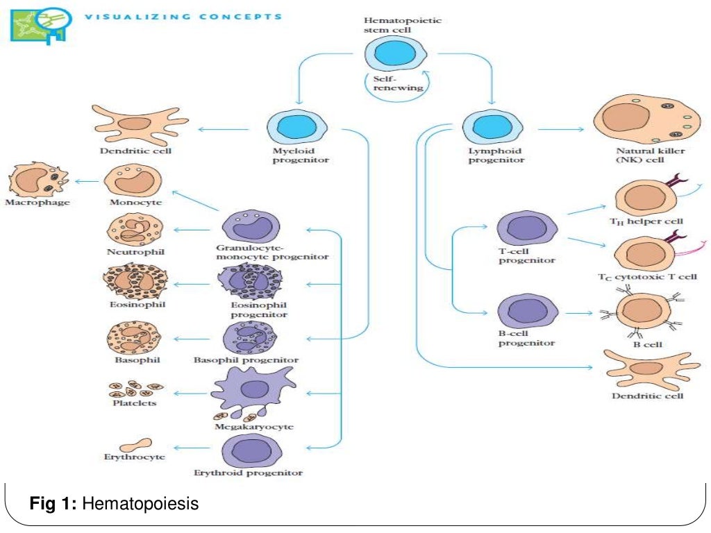 Cells of the immune system ppt