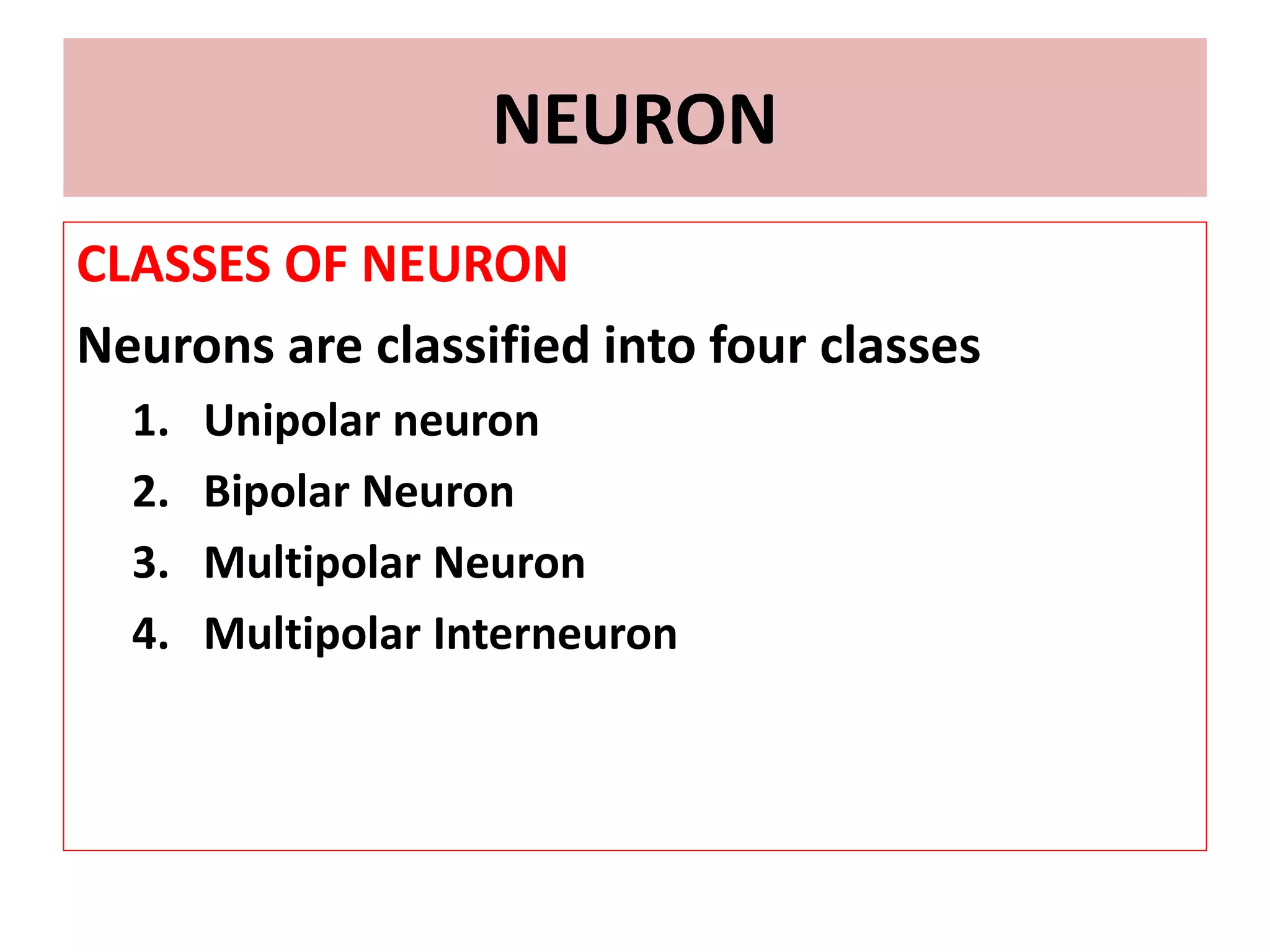 NEURON
CLASSES OF NEURON
Neurons are classified into four classes
1. Unipolar neuron
2. Bipolar Neuron
3. Multipolar Neuron
4. Multipolar Interneuron
 