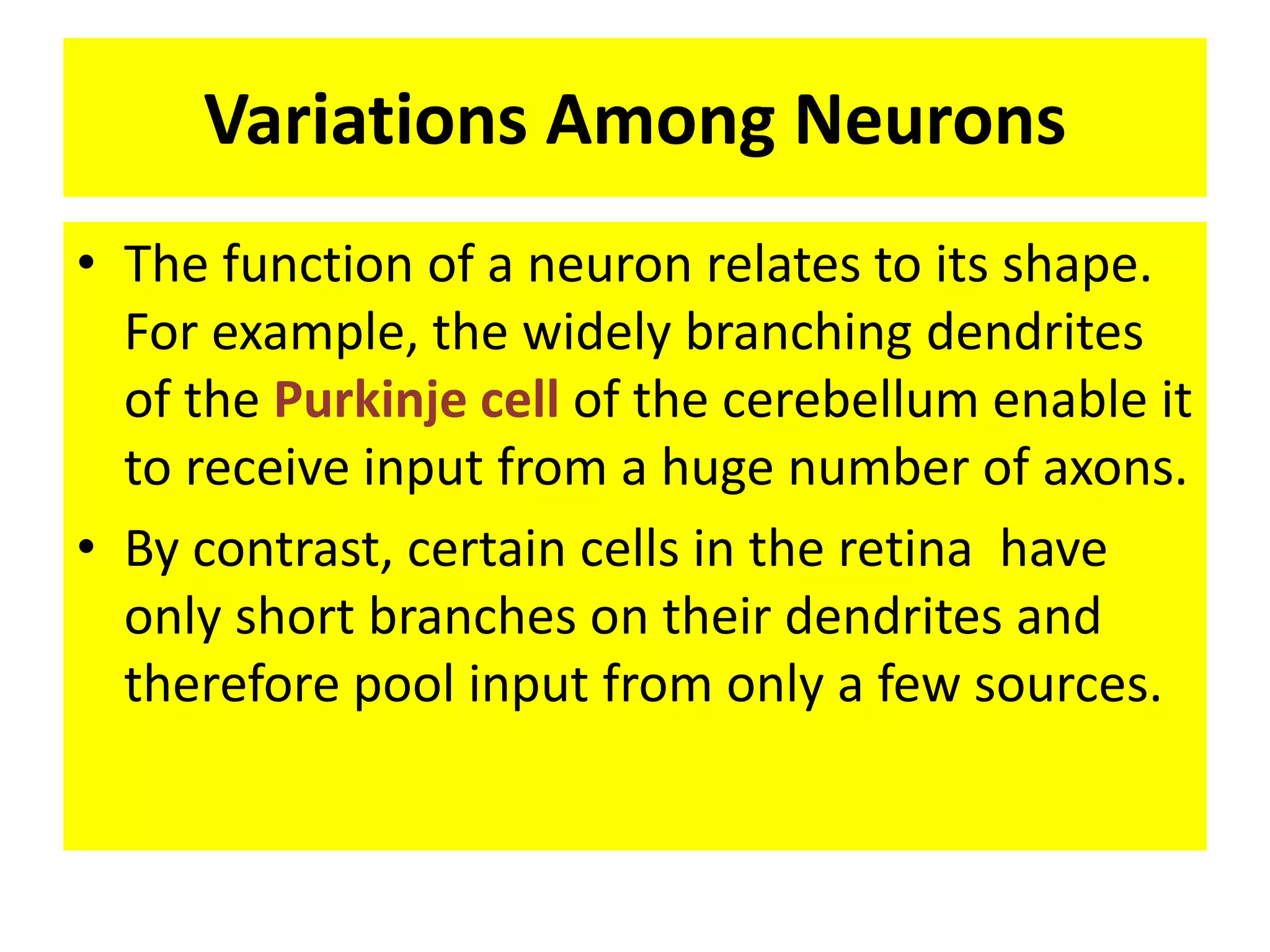 Variations Among Neurons
• The function of a neuron relates to its shape.
For example, the widely branching dendrites
of the Purkinje cell of the cerebellum enable it
to receive input from a huge number of axons.
• By contrast, certain cells in the retina have
only short branches on their dendrites and
therefore pool input from only a few sources.
 