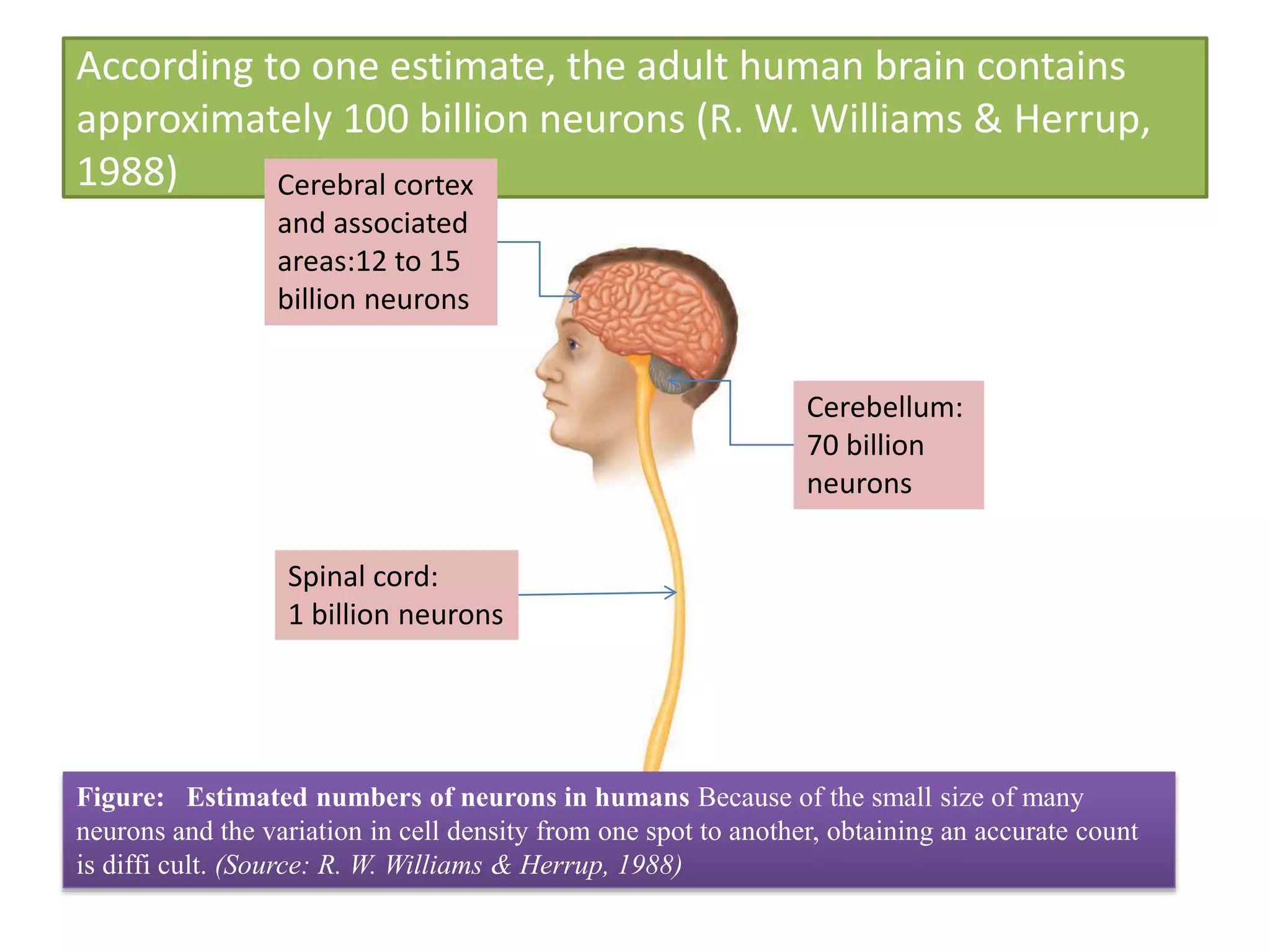 According to one estimate, the adult human brain contains
approximately 100 billion neurons (R. W. Williams & Herrup,
1988) Cerebral cortex
and associated
areas:12 to 15
billion neurons
Cerebellum:
70 billion
neurons
Spinal cord:
1 billion neurons
Figure: Estimated numbers of neurons in humans Because of the small size of many
neurons and the variation in cell density from one spot to another, obtaining an accurate count
is diffi cult. (Source: R. W. Williams & Herrup, 1988)
 