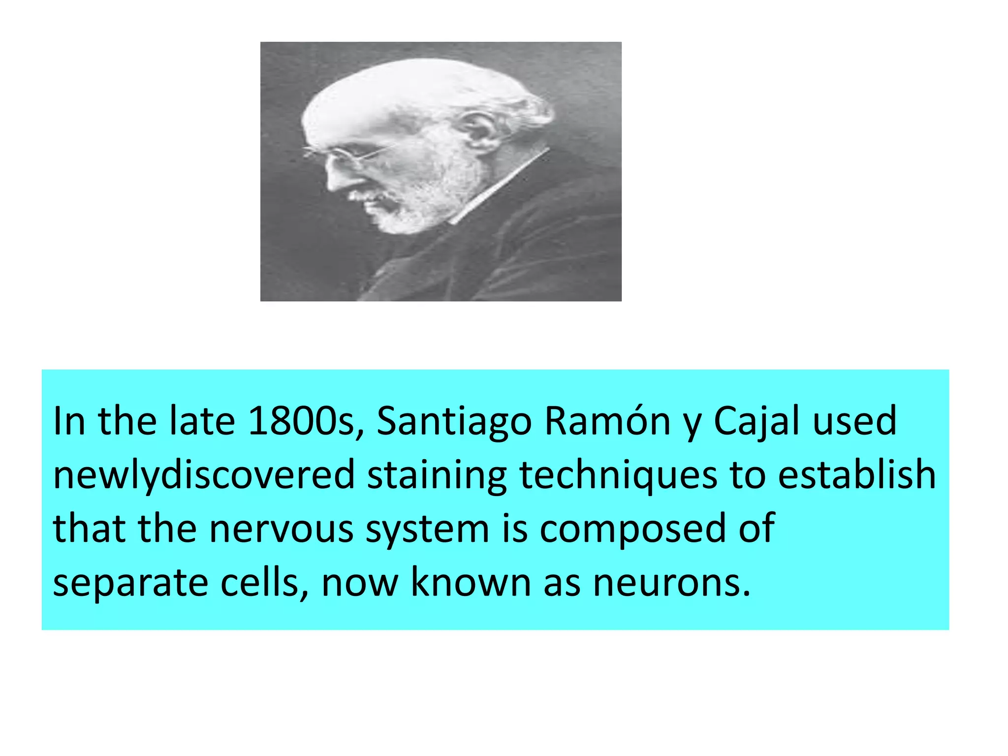 In the late 1800s, Santiago Ramón y Cajal used
newlydiscovered staining techniques to establish
that the nervous system is composed of
separate cells, now known as neurons.
 