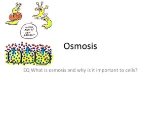 Osmosis EQ What is osmosis and why is it important to cells? 