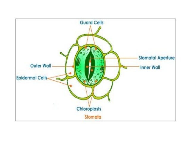 cell specialization definition